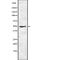 ORAI Calcium Release-Activated Calcium Modulator 1 antibody, abx217547, Abbexa, Western Blot image 