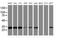 Proteasome Subunit Beta 7 antibody, MA5-25900, Invitrogen Antibodies, Western Blot image 