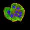 AE Binding Protein 2 antibody, NBP2-61822, Novus Biologicals, Immunofluorescence image 