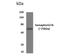 Semaphorin 7A (John Milton Hagen Blood Group) antibody, NBP2-11884, Novus Biologicals, Western Blot image 