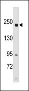 RPTOR Independent Companion Of MTOR Complex 2 antibody, LS-C100813, Lifespan Biosciences, Western Blot image 