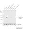 SHC Adaptor Protein 1 antibody, 44-830, Invitrogen Antibodies, Western Blot image 