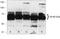 F-Box And WD Repeat Domain Containing 7 antibody, 40-1500, Invitrogen Antibodies, Western Blot image 