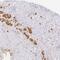 Proopiomelanocortin antibody, NBP2-55008, Novus Biologicals, Immunohistochemistry paraffin image 
