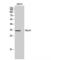 Natural Cytotoxicity Triggering Receptor 1 antibody, LS-C387710, Lifespan Biosciences, Western Blot image 