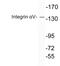 Integrin Subunit Alpha V antibody, LS-B12556, Lifespan Biosciences, Western Blot image 