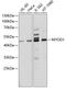 Myogenic Differentiation 1 antibody, 13-239, ProSci, Western Blot image 