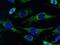 Cytochrome c oxidase subunit VIIa-liver/heart antibody, 18122-1-AP, Proteintech Group, Immunofluorescence image 