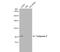 Tankyrase 2 antibody, NBP2-20675, Novus Biologicals, Western Blot image 