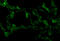 Toll Like Receptor Adaptor Molecule 1 antibody, 3173, ProSci, Immunofluorescence image 