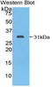 Heat Shock Protein Family A (Hsp70) Member 9 antibody, LS-C294422, Lifespan Biosciences, Western Blot image 