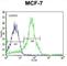 Estrogen Receptor 2 antibody, abx034616, Abbexa, Western Blot image 