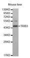 Tribbles Pseudokinase 3 antibody, MBS126316, MyBioSource, Western Blot image 