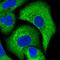 ELKS/RAB6-Interacting/CAST Family Member 2 antibody, HPA036881, Atlas Antibodies, Immunofluorescence image 