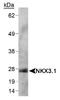 NK3 Homeobox 1 antibody, NB100-1828, Novus Biologicals, Western Blot image 