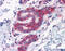 G3BP Stress Granule Assembly Factor 1 antibody, 51-549, ProSci, Immunohistochemistry frozen image 