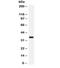 Arginase 1 antibody, R31889, NSJ Bioreagents, Western Blot image 