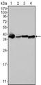 Nucleophosmin 1 antibody, NBP1-47354, Novus Biologicals, Western Blot image 