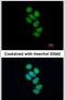 Survival Motor Neuron Domain Containing 1 antibody, PA5-31148, Invitrogen Antibodies, Immunofluorescence image 