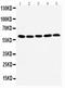 Heat Shock Transcription Factor 2 antibody, LS-C312761, Lifespan Biosciences, Western Blot image 