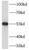 Tektin 3 antibody, FNab08588, FineTest, Western Blot image 