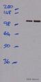 ATPase Na+/K+ Transporting Subunit Alpha 3 antibody, ab2826, Abcam, Western Blot image 