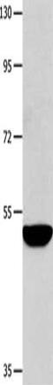 Matrix Metallopeptidase 10 antibody, CSB-PA929866, Cusabio, Western Blot image 