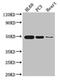 Zinc Finger Protein 2 antibody, CSB-PA026572LA01HU, Cusabio, Western Blot image 