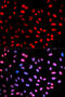 Esp1 antibody, abx000516, Abbexa, Western Blot image 