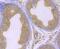 Glutathione Peroxidase 4 antibody, NBP2-75511, Novus Biologicals, Immunohistochemistry paraffin image 