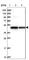 SDS3 Homolog, SIN3A Corepressor Complex Component antibody, HPA041972, Atlas Antibodies, Western Blot image 