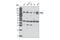 Peptidylprolyl Isomerase G antibody, 3803S, Cell Signaling Technology, Western Blot image 