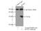 Rho Family GTPase 2 antibody, 13844-1-AP, Proteintech Group, Immunoprecipitation image 