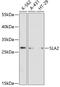 Src Like Adaptor 2 antibody, 14-644, ProSci, Western Blot image 