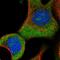 Ataxin 7 Like 1 antibody, NBP1-88914, Novus Biologicals, Immunofluorescence image 