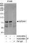 Eukaryotic Translation Initiation Factor 2 Alpha Kinase 1 antibody, A302-686A, Bethyl Labs, Immunoprecipitation image 