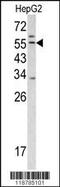 Transmembrane protease serine 2 antibody, 62-863, ProSci, Western Blot image 