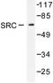 SRC-1 antibody, LS-C176214, Lifespan Biosciences, Western Blot image 