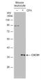 C-X-C Motif Chemokine Receptor 1 antibody, NBP2-16043, Novus Biologicals, Western Blot image 