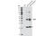 Delta Like Non-Canonical Notch Ligand 1 antibody, 2069S, Cell Signaling Technology, Western Blot image 