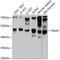 TNF Receptor Associated Factor 1 antibody, 13-055, ProSci, Western Blot image 