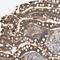 WD Repeat Domain 31 antibody, NBP1-81962, Novus Biologicals, Immunohistochemistry frozen image 