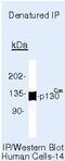 p130cas antibody, MA5-14276, Invitrogen Antibodies, Immunoprecipitation image 