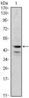 GATA Binding Protein 1 antibody, abx010747, Abbexa, Enzyme Linked Immunosorbent Assay image 