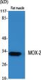 Mesenchyme Homeobox 2 antibody, A05167, Boster Biological Technology, Western Blot image 
