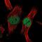 Zinc Finger Protein 277 antibody, NBP1-82529, Novus Biologicals, Immunocytochemistry image 