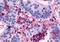 Histamine Receptor H4 antibody, NLS6816, Novus Biologicals, Immunohistochemistry paraffin image 