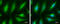 Tubulin Alpha 1a antibody, GTX102078, GeneTex, Immunofluorescence image 