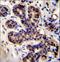 Prospero Homeobox 2 antibody, LS-C162173, Lifespan Biosciences, Immunohistochemistry paraffin image 