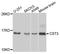 Cystatin C antibody, LS-C748350, Lifespan Biosciences, Western Blot image 